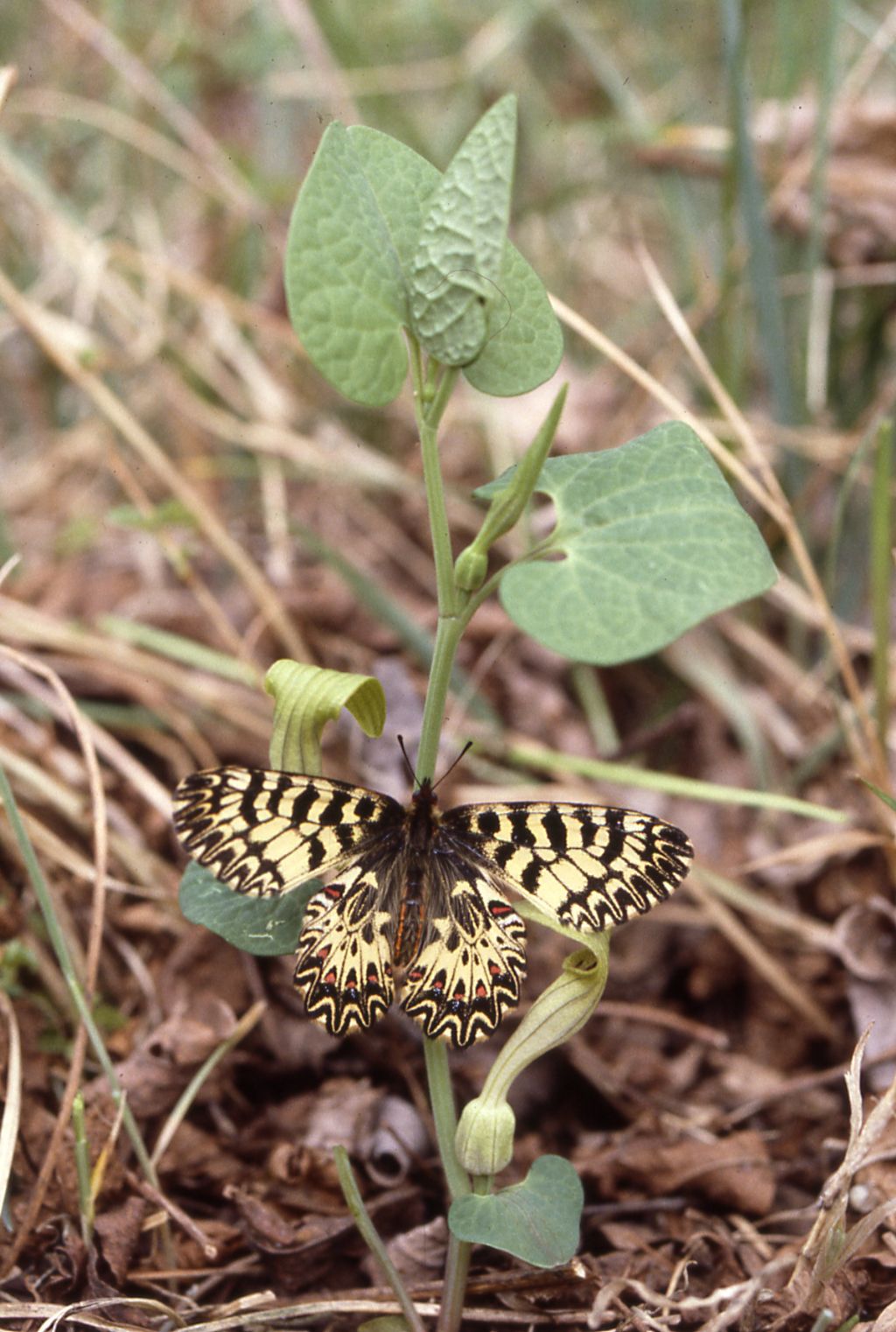 Aristolochia pallida - Z. polixena